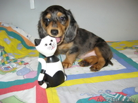 Таксы карликовой длинношерстной шикарные детки шоу-класса. - Изображение #3, Объявление #110439