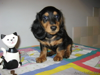 Таксы карликовой длинношерстной шикарные детки шоу-класса. - Изображение #2, Объявление #110439