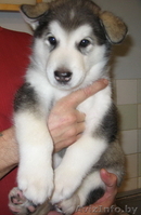 Аляскинского маламута щенок - Изображение #3, Объявление #110444