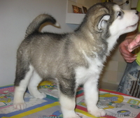 Аляскинского маламута щенок - Изображение #2, Объявление #110444