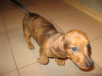 Таксы карликовой редкого коричнево - мраморного окраса щенки. - Изображение #2, Объявление #110441