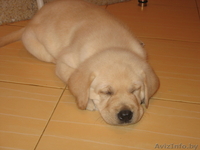 продаем щенков лабрадора - Изображение #1, Объявление #111151