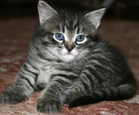 2 МИЛЕНЬКИХ КОТЕНКА ИЩУТ НОВЫХ ХОЗЯЕВ!!!! - Изображение #3, Объявление #117967