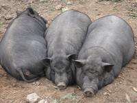 Вьетнамские веслобрюхие свинья - Изображение #1, Объявление #106245