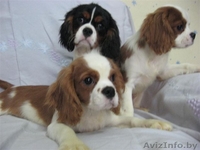 Пpoдaютcя щeнки Kaвaлep кинг Чapльз cпaниeля - Изображение #1, Объявление #118035