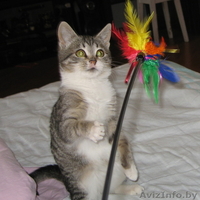 Оливия - чуткий котенок с оливковыми глазками - Изображение #1, Объявление #109018