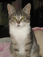  Оливия - чуткий котенок с оливковыми глазками - Изображение #2, Объявление #109018