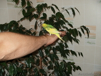 волнистые попугаи - Изображение #1, Объявление #107006