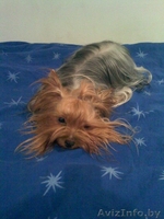 продажа щенков йоркширского терьера - Изображение #4, Объявление #102627