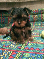 продажа щенков йоркширского терьера - Изображение #1, Объявление #102627