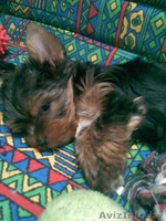 продажа щенков йоркширского терьера - Изображение #3, Объявление #102627