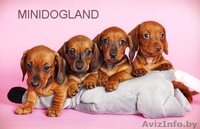 щенки таксы кроличей и миниатюрной д-ш и г-ш разл окрасы - Изображение #2, Объявление #105466