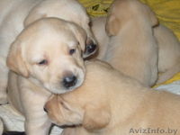 Щенки лабрадора!!! - Изображение #3, Объявление #105761