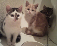 отдам даром 2 котят - Изображение #1, Объявление #103579