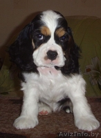 Щенки американского кокер спаниеля трехцветного окраса - Изображение #1, Объявление #118009