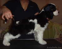 Щенки американского кокер спаниеля трехцветного окраса - Изображение #3, Объявление #118009