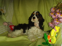 Щенки американского кокер спаниеля трехцветного окраса - Изображение #4, Объявление #118009