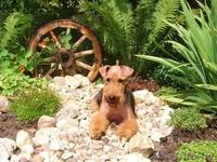 Вельштерьера щенки - Изображение #1, Объявление #115268