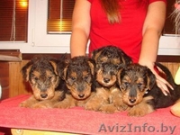 Вельштерьера щенки - Изображение #2, Объявление #115268