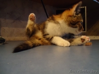 Телефон-80296886580 - Изображение #1, Объявление #113254