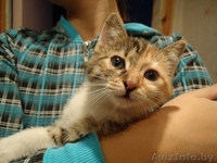 Телефон-80296886580 - Изображение #2, Объявление #113254