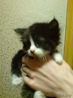 В дар котята, подарю, котика, отдам котиков, котята в дар котята в хорошие руки - Изображение #1, Объявление #133604