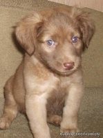 Месячный щенок маленькой собаки, девочка - Изображение #1, Объявление #122066