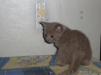 Продается британский короткошерстный котенок  - Изображение #2, Объявление #132592