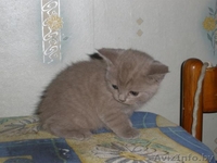 Продается британский короткошерстный котенок  - Изображение #3, Объявление #132592