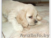 Американского кокер- спаниеля щенки - Изображение #1, Объявление #130143