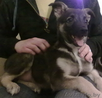 Спасите жизнь! Не будьте равнодушными - Изображение #1, Объявление #120106