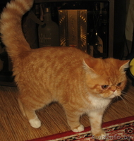 Продаются Котики-Экзотики, - Изображение #2, Объявление #130275