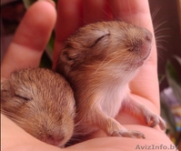 Песчанки - милые домашние зверюшки - Изображение #4, Объявление #121073