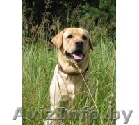 Щенки лабрадора от чемпионов - Изображение #5, Объявление #120198