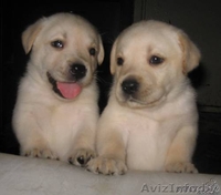 Щенки лабрадора от чемпионов - Изображение #4, Объявление #120198