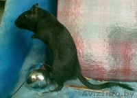 Песчанки - милые домашние зверюшки - Изображение #1, Объявление #121073