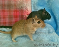 Песчанки - милые домашние зверюшки - Изображение #2, Объявление #121073