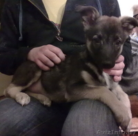 Спасите жизнь! Не будьте равнодушными - Изображение #2, Объявление #120106