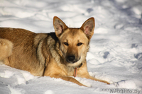 Ласточка - чудесная рыженькая девочка, около года. - Изображение #1, Объявление #125010