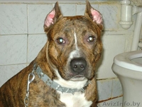 щенки питбуля недорого - Изображение #1, Объявление #133299