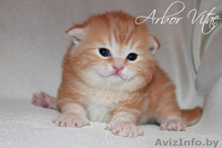 Британские котята- медвежата из питомника - Изображение #1, Объявление #125379