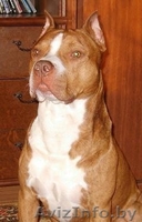 щенки питбуля недорого - Изображение #3, Объявление #133299