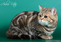 Британские котята- медвежата из питомника - Изображение #3, Объявление #125379