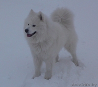 Самоед (Самоедская собака) - Изображение #4, Объявление #110316