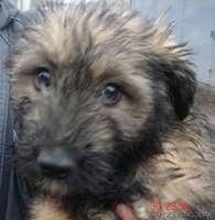 Отдадим 2-х ОЧЕНЬ добрых,милых,ласковых и очень ДОБРОДУШНЫХ щеночков! - Изображение #1, Объявление #125845