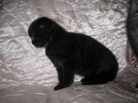 Продаются шотландские вислоухие котята - Изображение #1, Объявление #120728