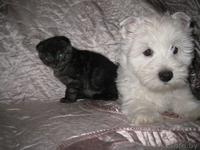 Продаются шотландские вислоухие котята - Изображение #2, Объявление #120728