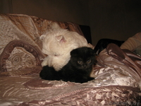 Продаются шотландские вислоухие котята - Изображение #3, Объявление #120728