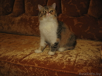 Продаются Котики-Экзотики, - Изображение #1, Объявление #130275