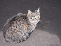 Котята в дар т. 267-62-60 - Изображение #3, Объявление #120723